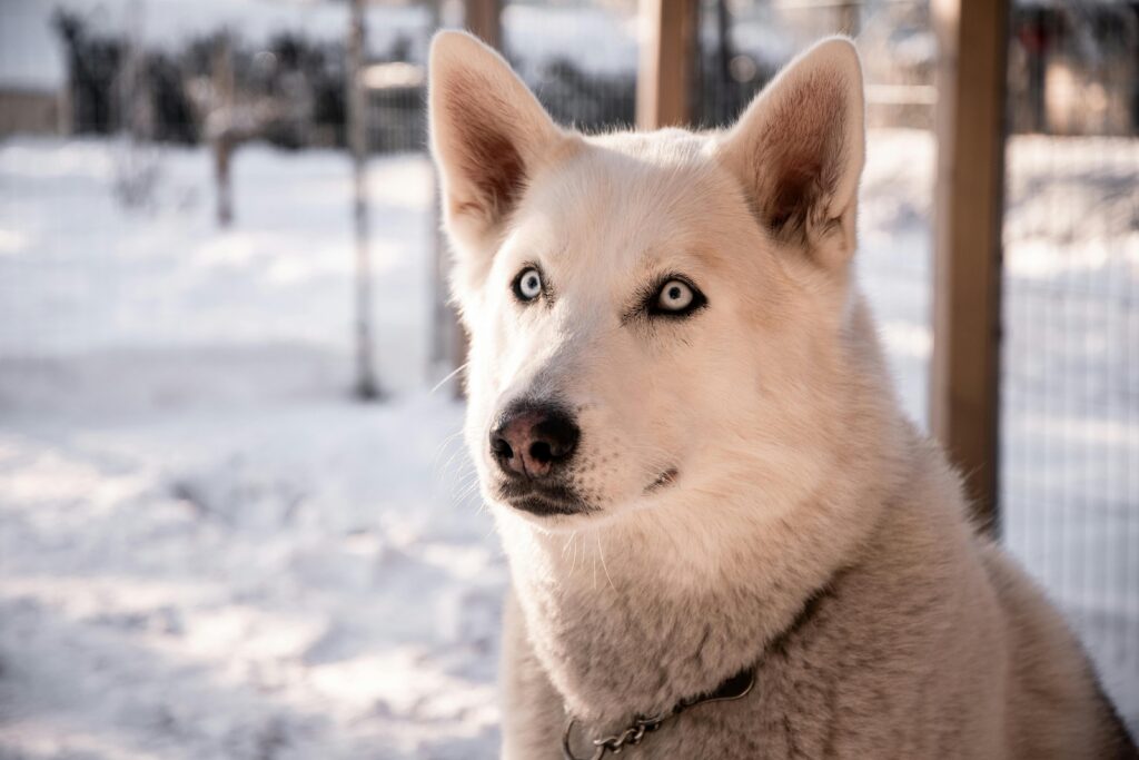 Jak rozpoznać stres u psa lub kota