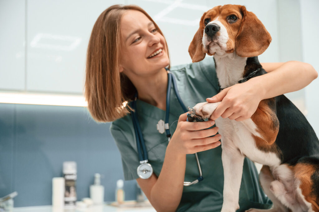 Weterynarz w drodze do zawodu – jakie praktyki są konieczne i co dają przyszłemu lekarzowi?