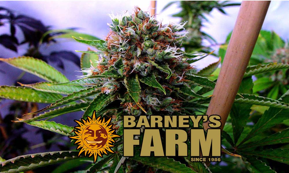 Barney’s Farm: 40 lat ekstremalnej ewolucji genetycznej. Od surowych Himalajów po kalifornijskie hybrydy