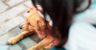 Co oznacza zmiana zachowania zwierzęcia