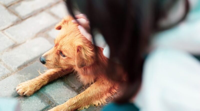 Co oznacza zmiana zachowania zwierzęcia