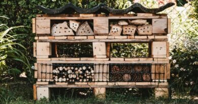 Czy warto budować hotel dla owadów albo ptaków w swoim ogrodzie?