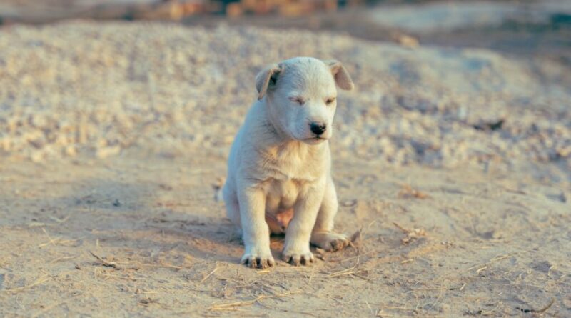 Jak rozpoznać lęk separacyjny u psa