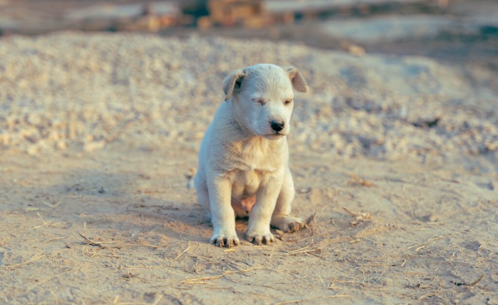 Jak rozpoznać lęk separacyjny u psa